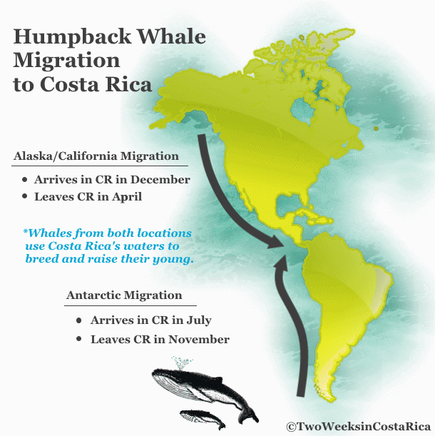 Whale Watching in Costa Rica - Two Weeks in Costa Rica