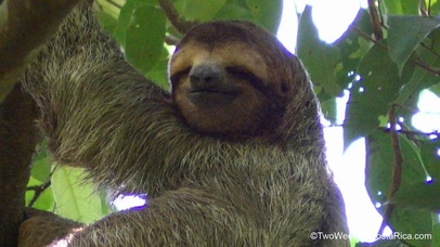 Sloth Picture