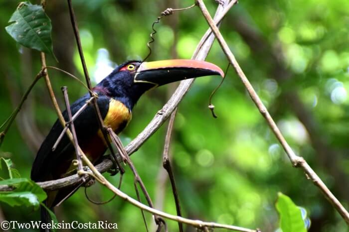 Aracari in Manuel Antonio National Park