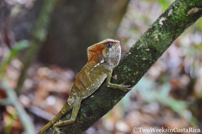 Helmeted Iguana - Manuel Antonio National Park