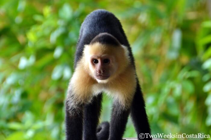 Manuel Antonio National Park | Hiking Wildlife and Beautiful Beaches