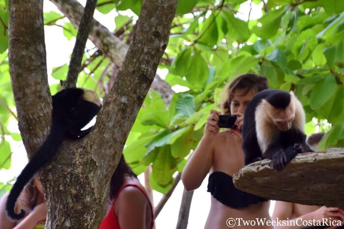 Monkeys in Manuel Antonio National Park