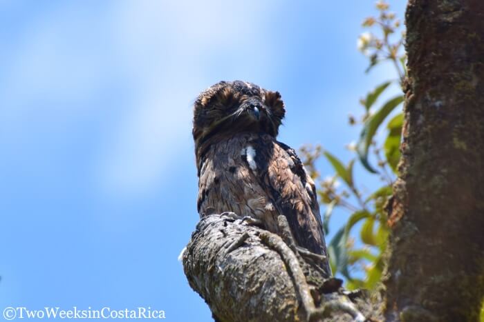 Common Potoo at Arenal Volcano National Park