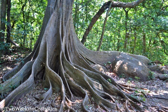 Ceiba Tree at Arenal Volcano National Park