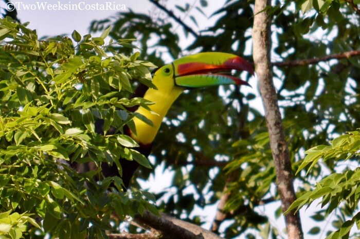 Keel-billed Toucan at Arenal Volcano National Park