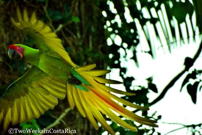 Green Macaw at Ara Manzanillo