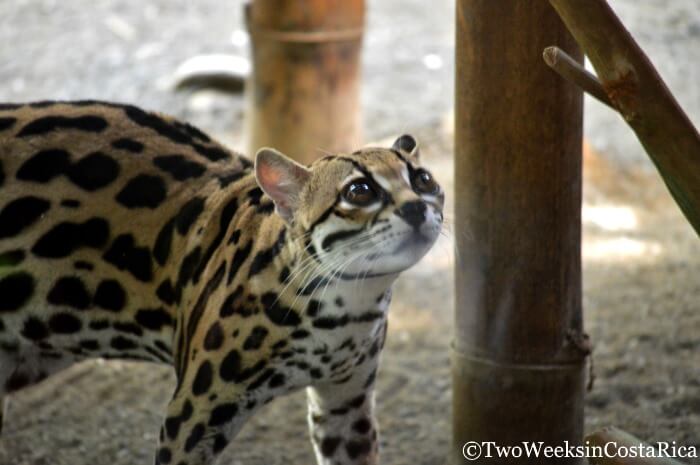 Big cat at Jaguar Rescue Center