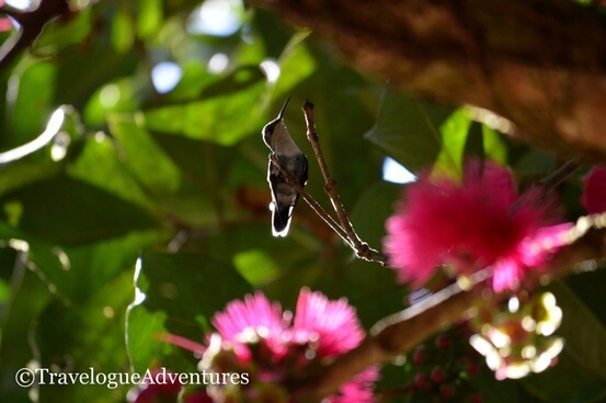 Hummingbird, Nauyaca Waterfall, Costa Rica Picture