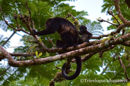 Diria National Park Howler Monkey and Baby