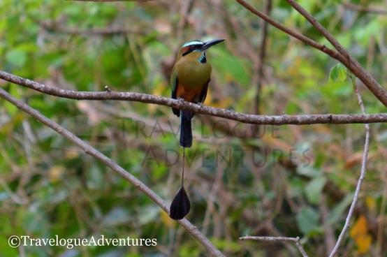 Diria National Park Birds