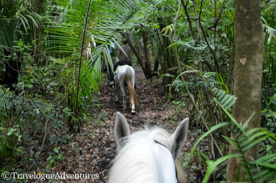 Horseback riding Jungle Nosara Costa Rica Picture