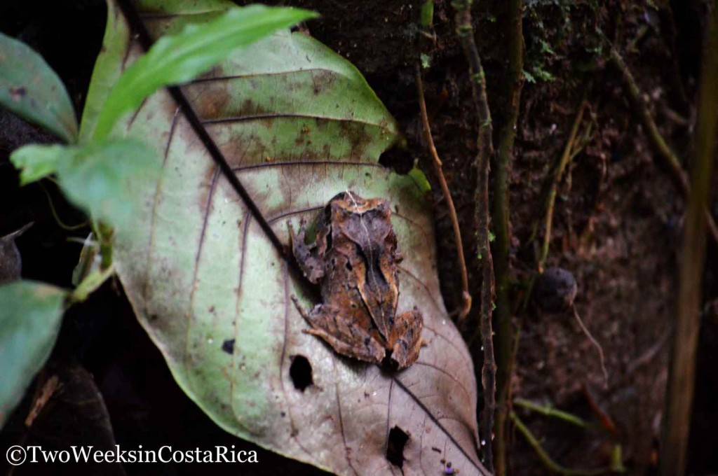 Frog at Tirimbina