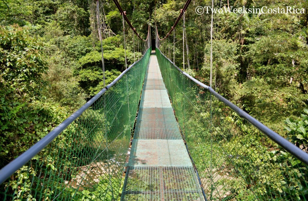 Hanging Bridge at Tirimbina