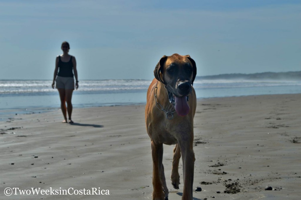 Petsitting in Costa Rica