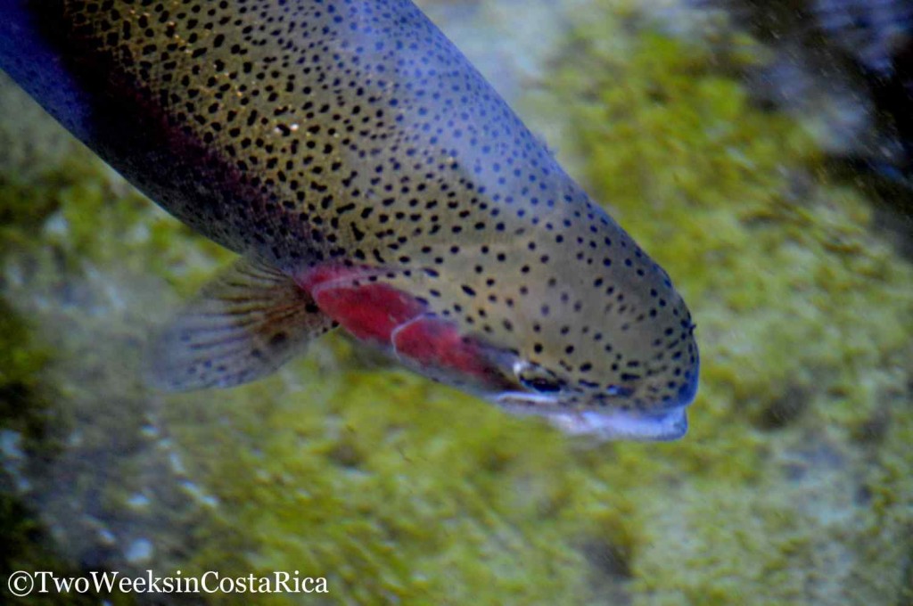 Rainbow Trout in San Gerardo de Dota | Two Weeks in Costa Rica