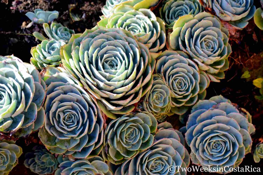 Sedums Growing in the Garden at Suria Lodge | Two Weeks in Costa Rica