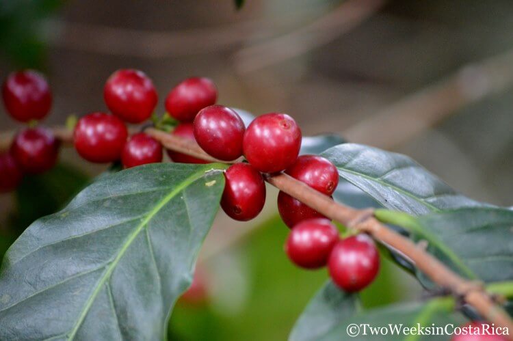 Ripe Coffee Beans Cafe Britt | Two Weeks in Costa Rica 