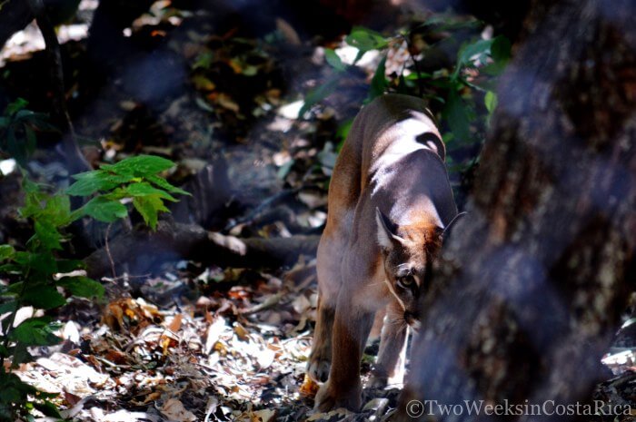 Puma (mountain lion) at Las Pumas Rescue Center | Two Weeks in Costa Rica