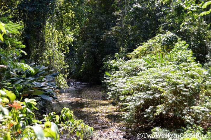 Carara National Park | Two Weeks in Costa Rica