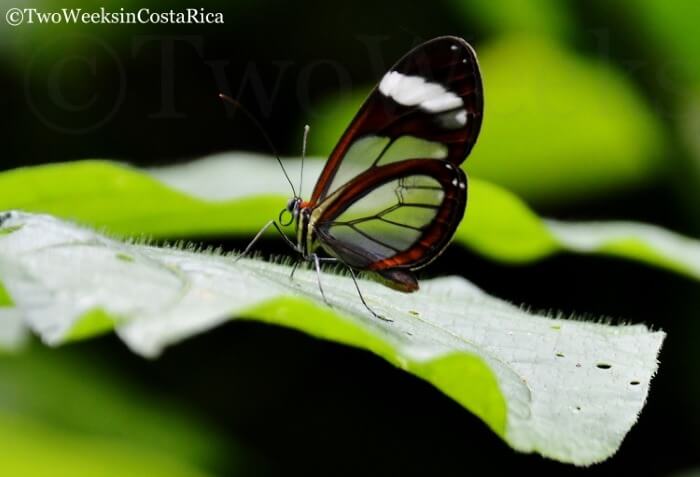 Clearwinged Mimic Butterfly | Two Weeks in Costa Rica