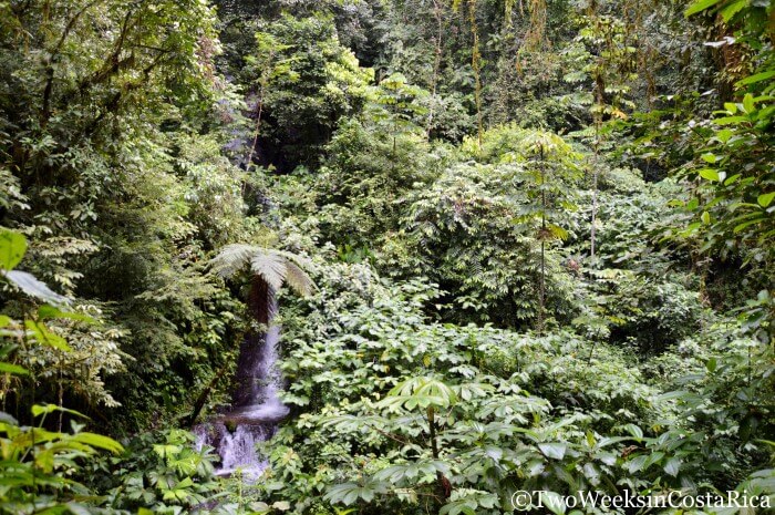 Thick Jungle at Rainmaker Reserve | Two Weeks in Costa Rica