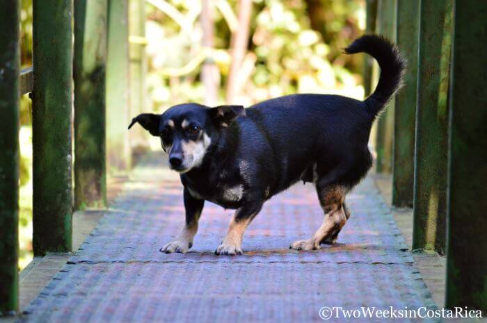 Bridge leading to San Gerardo Waterfall | Two Weeks in Costa Rica