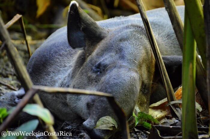 Baird's Tapir | Two Weeks in Costa Rica