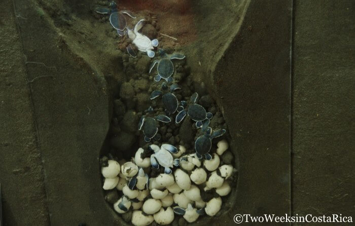 Sea Turtle Nesting Tortuguero | Two Weeks in Costa Rica