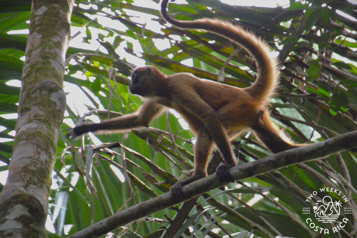 brown monkey with long tail reaching for a branch 