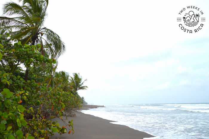 dark sand beach with wave crashing on shore with palm trees