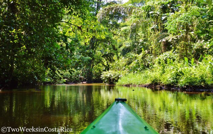 green kayak on calm river with lush plants and trees