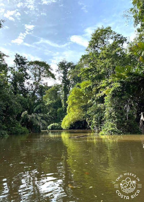 wide canal with murky water and thick forest on the sides