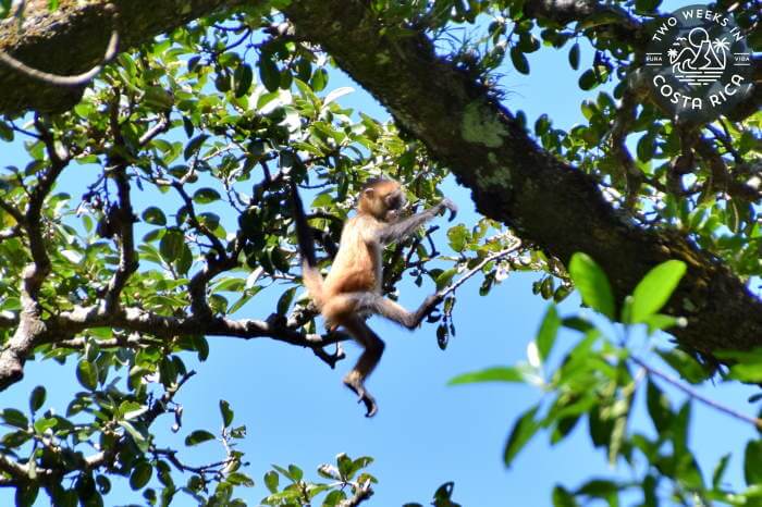 Spider Monkey Rincon de la Vieja National Park