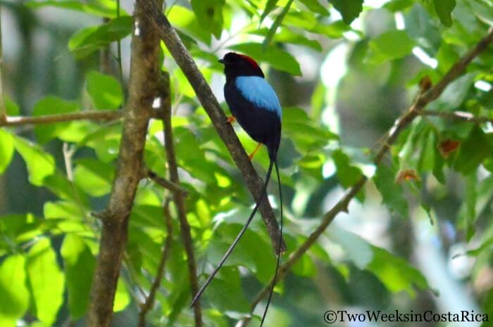 Long-tailed Manakin in Rincon de la Vieja National Park