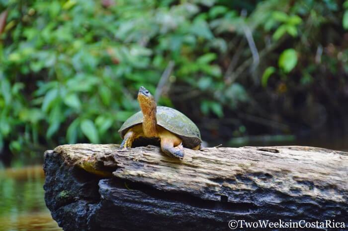 Tips for Visiting Tortuguero National Park