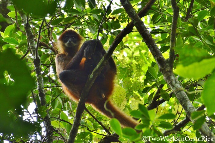 Spider Monkey | Tips for Visiting Tortuguero National Park