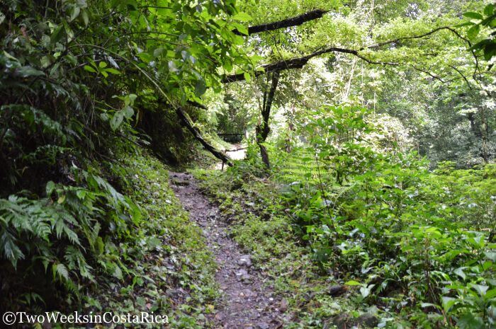 Trail to Los Chorros Waterfalls