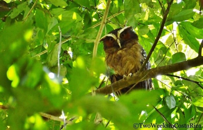 Spotting Costa Rica’s Most Spectacular Wildlife at Sirena Ranger Station | Two Weeks in Costa Rica