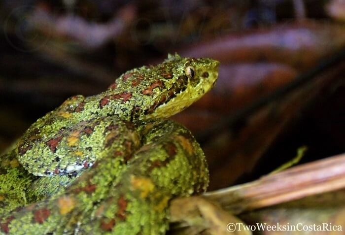 Spotting Costa Rica’s Most Spectacular Wildlife at Sirena Ranger Station | Two Weeks in Costa Rica