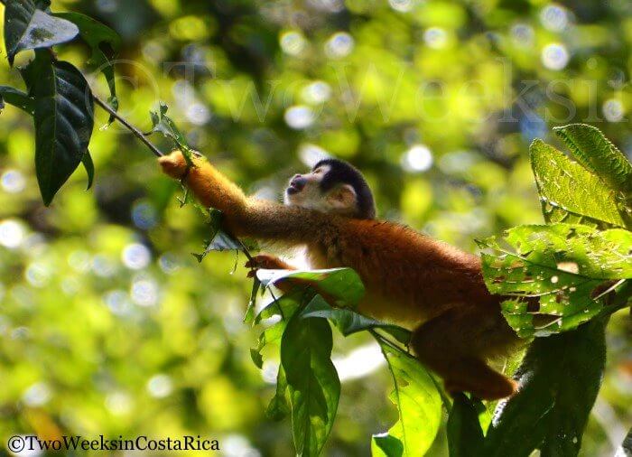 Spotting Costa Rica’s Most Spectacular Wildlife at Sirena Ranger Station