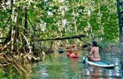 Mangrove Kayak Tour Dominical