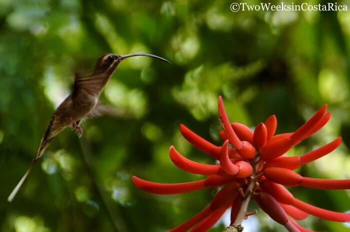 Corcovado’s El Tigre Entrance- Hiking and Activities from Puerto Jimenez | Two Weeks in Costa Rica