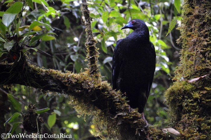 Black Guan birding Curi Cancha