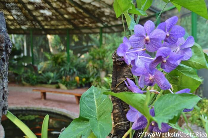 Costa Rica's Botanical Orchid Garden