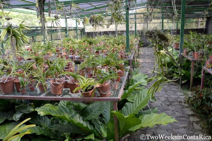 Costa Rica's Botanical Orchid Garden