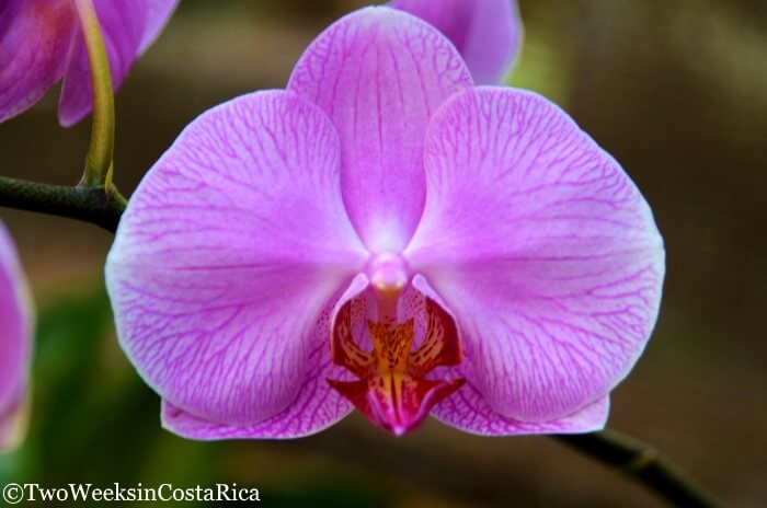 Costa Rica's Botanical Orchid Garden