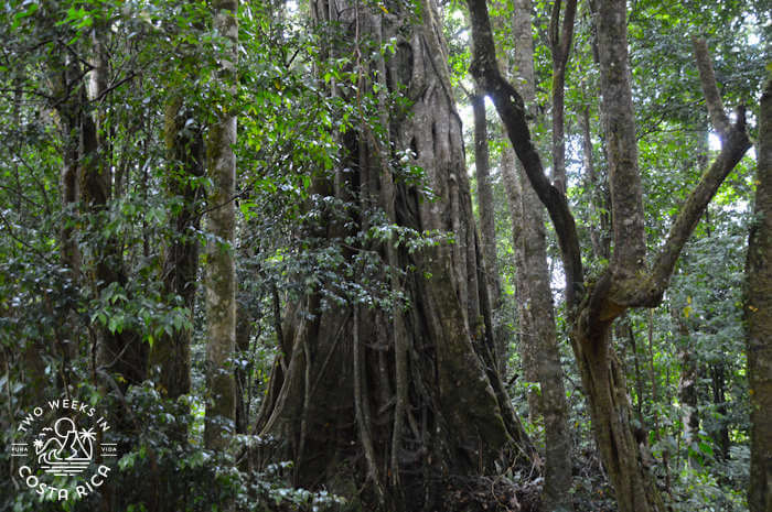 Ficus tree Curi Cancha