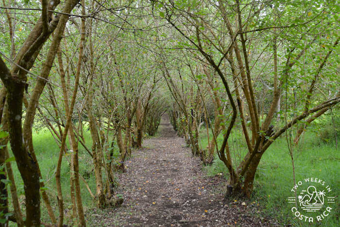 Forest Tunnel Curi Cancha