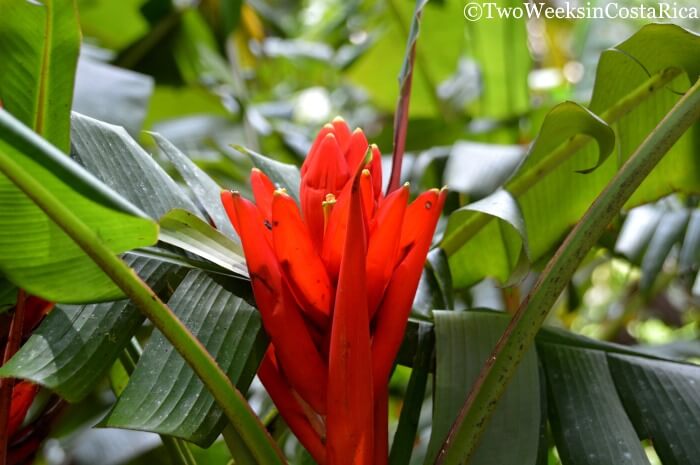 Banana flowers at Wilson Botanical Garden