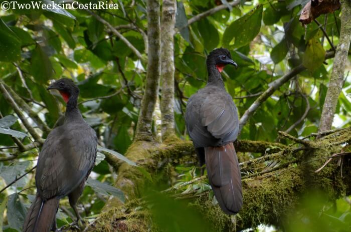 Birdwatching at Wilson Botanical Garden